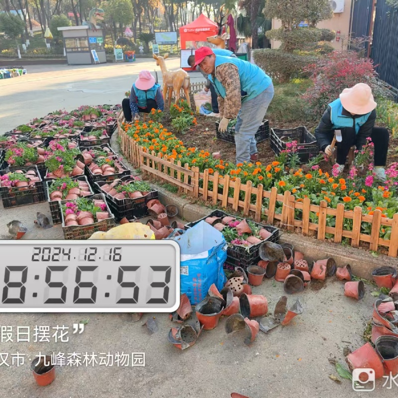 綠化養(yǎng)護